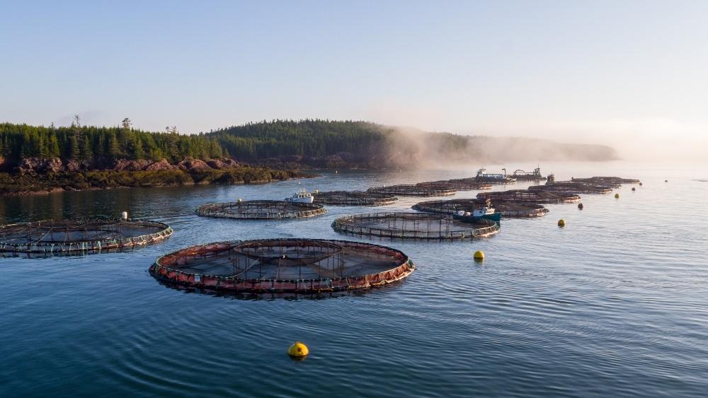 Cooke Aquaculture Optimizes Customer Relationships and Logistics With Boomi and Snowflake